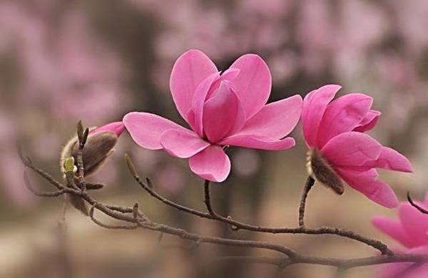 清明，獻給您一束辛夷花